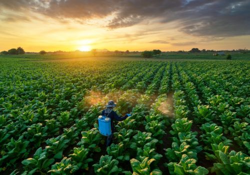 Agriculture,Fertilizing,Or,Spraying,Pesticides,On,Growing,Tobacco,Fields.,Tobacco